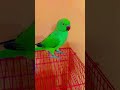 mithu Billi kaise bolati hai 😺🐈😺🐈 #parrot #trending #viral #cute #trending #parrotbeak #parrotfood