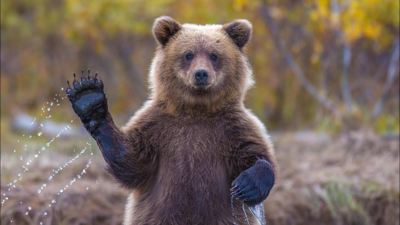 Медведица мама зовет мишку папу в гости! - YouTube