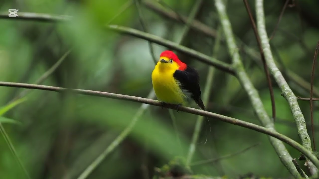 Wire tailed Manakin ( Pipra filicauda )