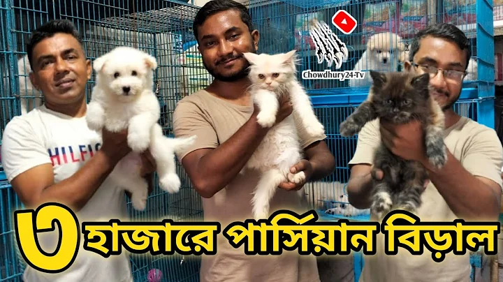 Video 9154791: persiancat dog cat, persiancat cat animals, cat dog show