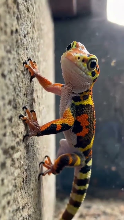 #kucing #iguana #bebek #animals #tắc_kè #gecko #tokek