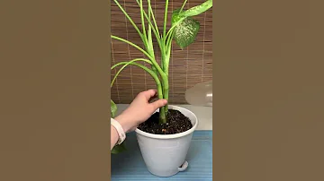 Высаживаю диффенбахии #shorts #диффенбахия #dieffenbachia #укоренение