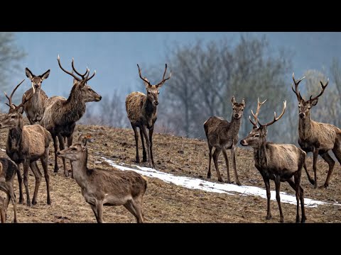 Video: Výhody a použití bergamotového oleje