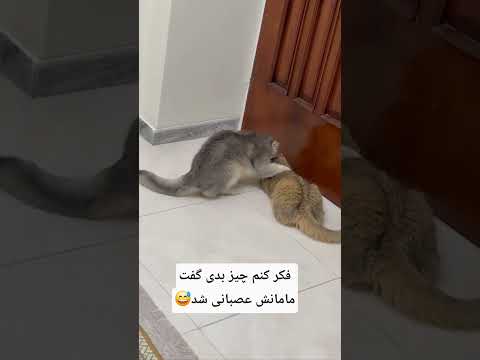 همین مونده بود اینا در گوشی حرف بزنن گربه       