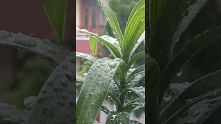 🌱Dracaena Plant Beauty |  Indoor Plant #home gardening