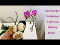 Sarımsak İle Orkide Coşturma/ Sarımsak İle HIzlı Çiçek Açtırma/ Orkide Bakımı/ Orkide Sulama/Orchids