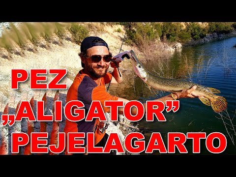 Saga SPINNING Agua Dulce Pez Alligator Gar, Pez Cocodrilo, Garfish, Pejelagarto.