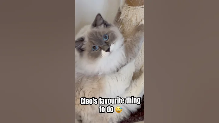 Video 7839681: ragdollkittens cat, post