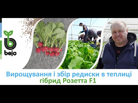 Редиска в теплиці: гібрид Розетта від Бейо