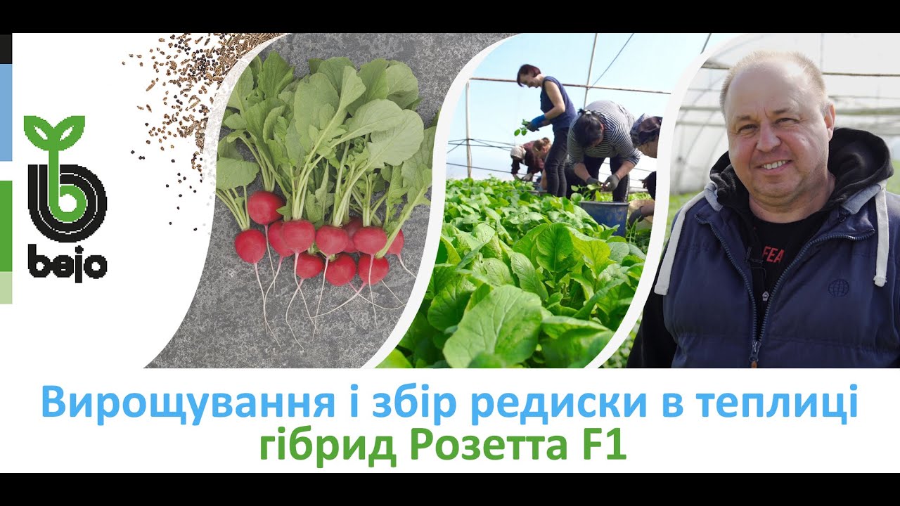 Редиска в теплиці: гібрид Розетта від Бейо