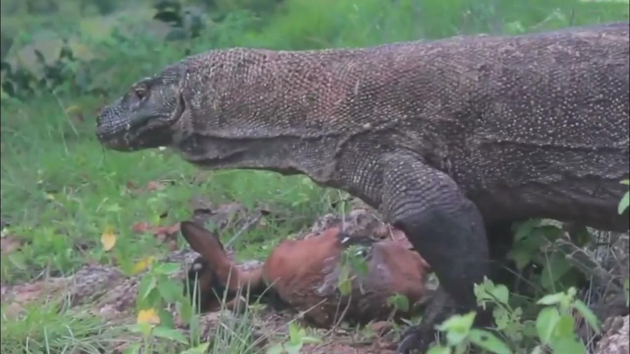 Komodo dragon predation コモドドラゴン捕食 科莫多巨蜥捕食 - YouTube