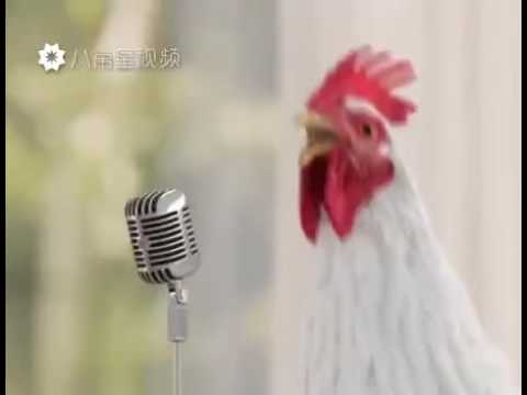 Chicken song