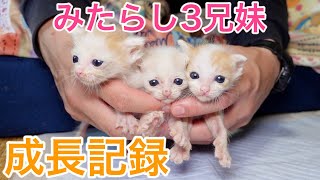 【卒業記念】母猫とはぐれた3兄妹の成長記録