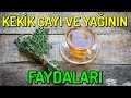 KEKİK ÇAYI ve YAĞININ Faydaları