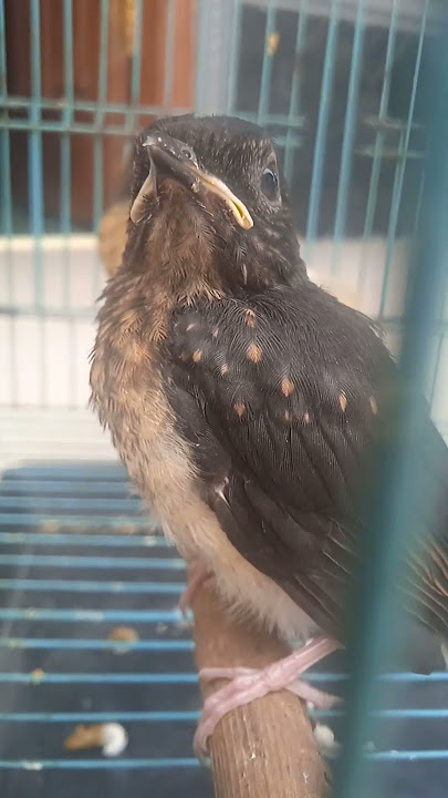 Anak murai batu trotol jantan