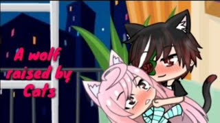 A Wolf raised by Cats || GLMM || Inspired by : Kitty Child A Wolf raised by Cats || GLMM || Inspired by : Kitty Child