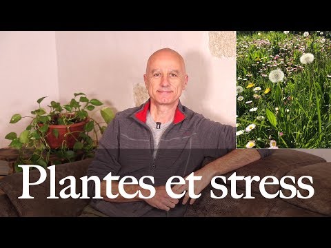 Vidéo: Effet Du Stress Sur Le Développement Des Plantes
