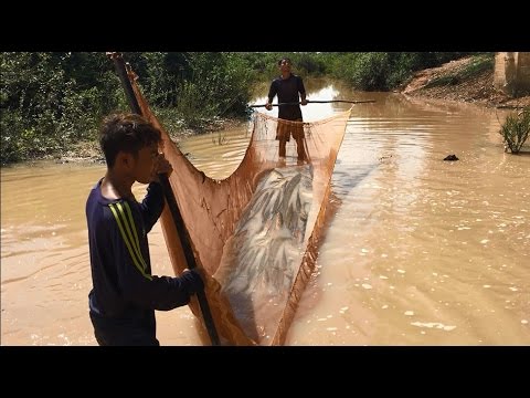 khmer net fishing 2017 Net Fishing - Cambodian Traditional Fishing (part 1)