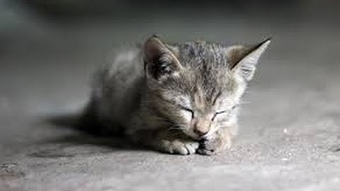 2014 Personality Lecture 17: Agreeableness and gender differences