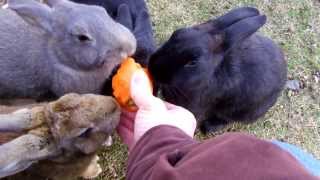 Okunoshima, part 5 (Bunny Paradise)