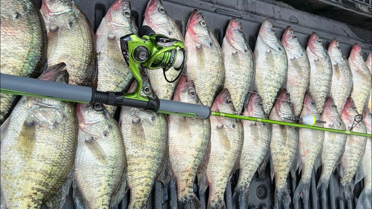 HOW TO Catch LIMITS OF CRAPPIE In The Fall Fall Crappie Fishing 2022