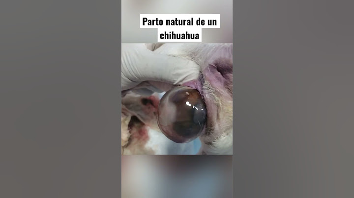 Parto natural de un chihuahua #drnoelmartinez #mascotas #dog