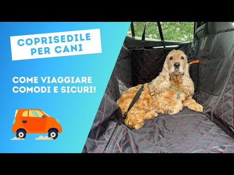 Video: Chiedi a The Hairy Dogfathers: Cabin Pet-quette