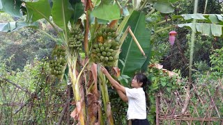 เก็บกล้วยในสวน. ปลูกมันฝรั่ง ดูแลปศุสัตว์ | สนธ