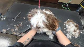 Shih Tzu Puppy Groom