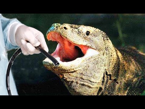 Video: How The Reptile's Digestive System Works