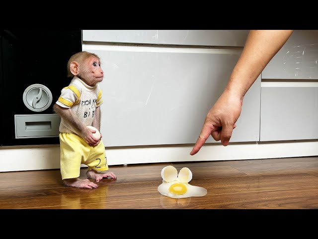 Monkey Bibi apologized to dad for breaking the egg while Bibi was hungry looking for food! class=