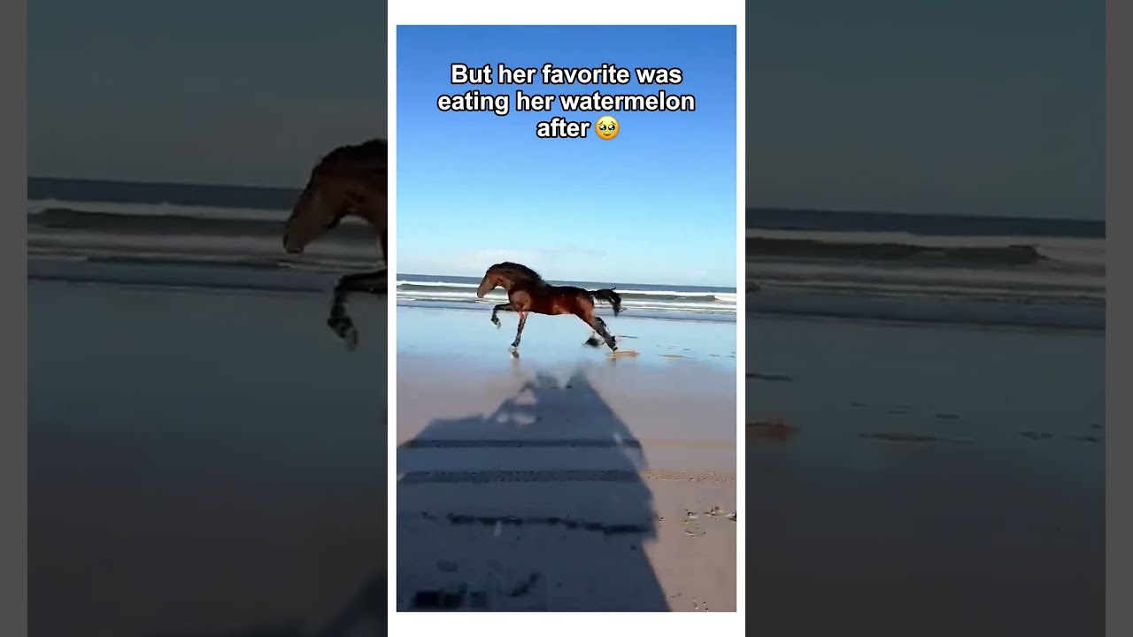 This horse got a second chance at life 😭 