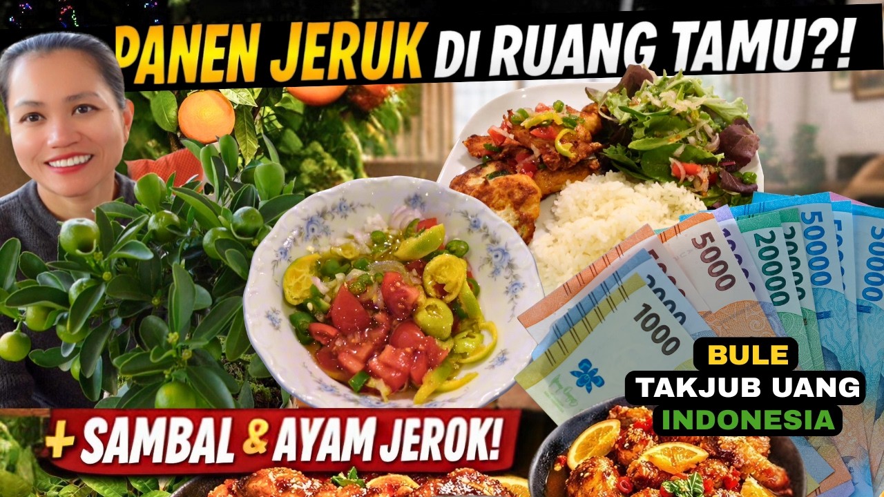 PANEN JERUK DI RUANG TAMU?!  Langsung Jadi Sambal & Ayam Jeruk + Bule Takjub dengan Uang Indonesia!