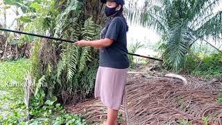 MANCING AMBYAR ~  FISHING MANIA ~  MANCING MANIA - Mancing Ikan Toman Pakai Joran Pancing Ikan Betik