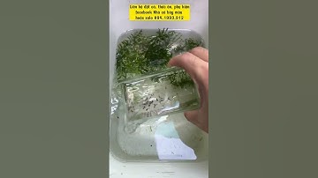 Tách đẻ bằng lồng đẻ mica công nhận quá tiện🤤#guppy #nhacabaymau #ca7mau #cabaymau #longdemica