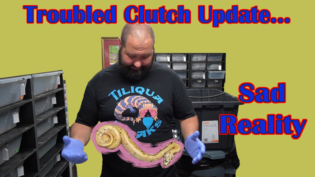 Expensive Ball Python Clutch Troubles and A Few Updates! - YouTube