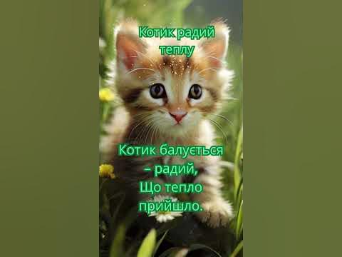 Котик радий теплу #киця #котик #киці #милікоти #коти #кицюнь #кицюня # ...