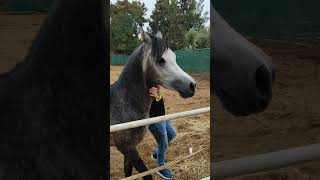 جمال خيول عربي الاصيلة (العاصمة) الجزائر 03 نوفمبر 2021 متنساوش ابوني و جام
