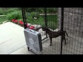 Dog Crate Fan