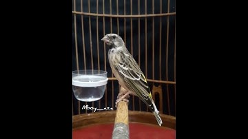 BLACKTHROAT GACOR
