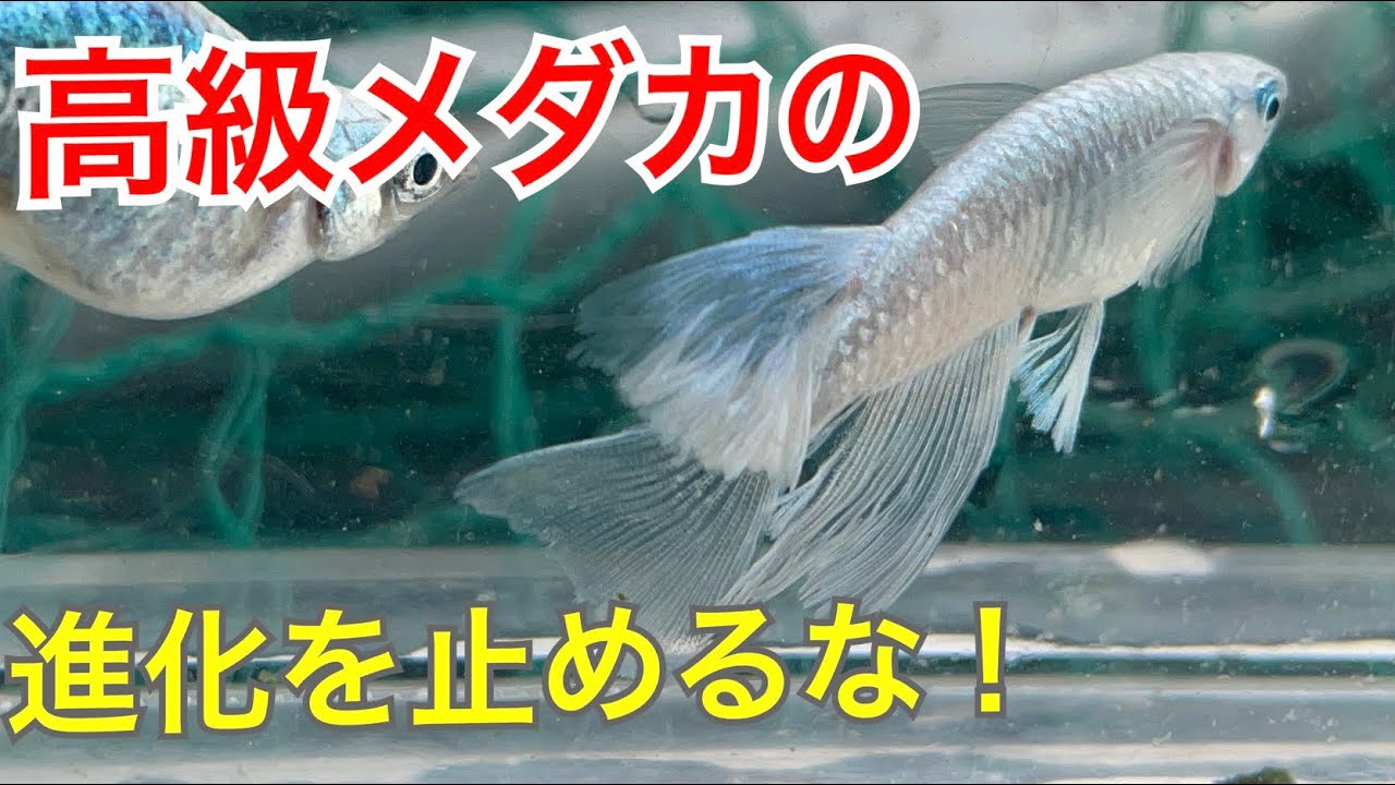 高級メダカ】プラチナ星河リアルロングフィンの背鰭がゴージャス