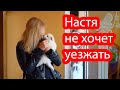 VLOG Щенки уже к нам привыкли. Играют с Алисой