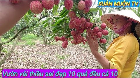 thăm vườn vải thiều phải nói là sai chùm như nho