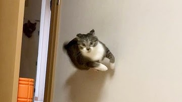 You Laugh, You Lose! 🤣 Funny Cat Videos 2025 😹 Part 2