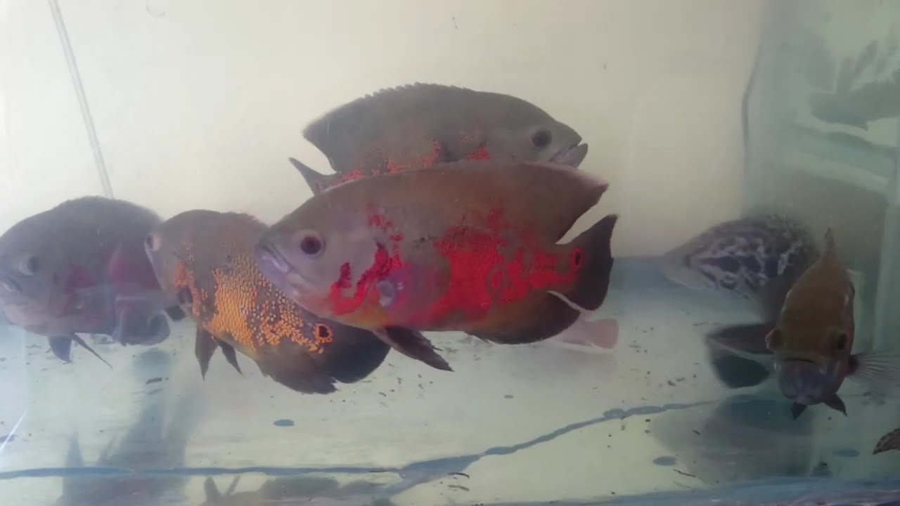 Oscar Fish 8 | PET | predators fish - YouTube