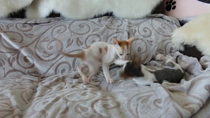 Video 1267541: cornish rex baby