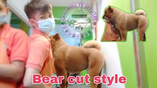 bear cut