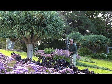 Video: Pelatihan Bonsai Dracaena – Cara Membuat Pohon Bonsai Dracaena