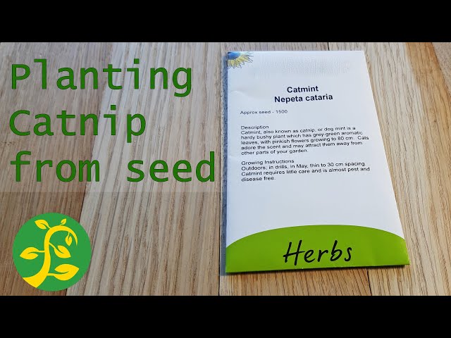 Catnip Seeds  Sow True Seed