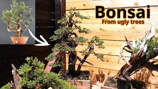 Un tronco orrendo diverrà un bellissimo bonsai
